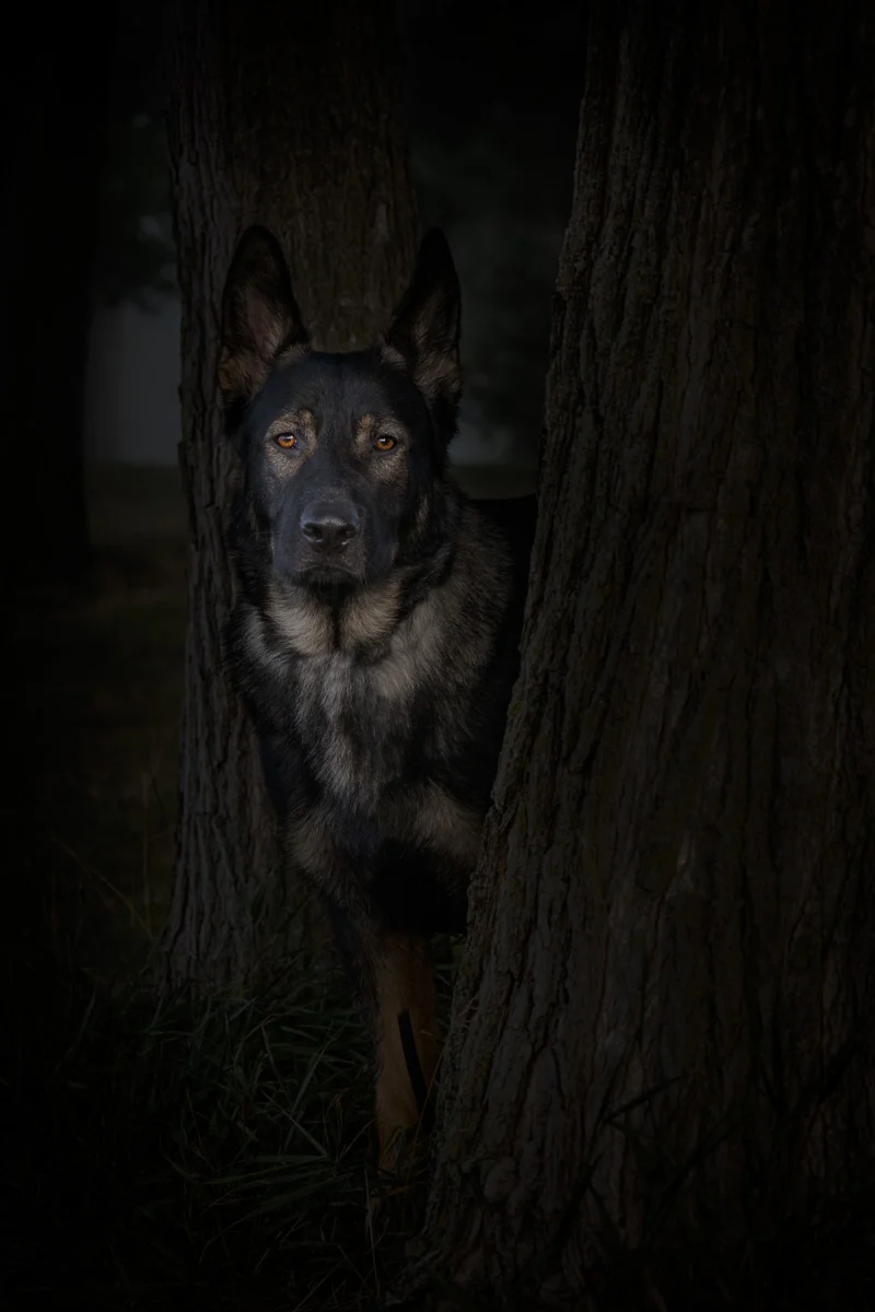 Reactive dog photographer Minneapolis Minnesota — Nick Memphis