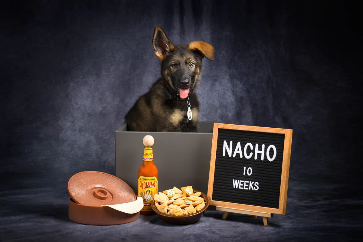 German Shepherd portrait by Twin Cities pet photographer Nick Memphis
