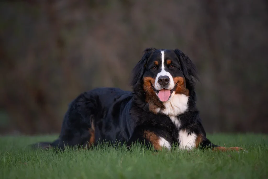 Twin Cities Pet Photographer Bernese Mountain Dog