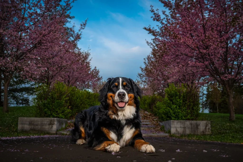 St Paul Dog Trainer Bernese Mountain Dog Photograph Como
