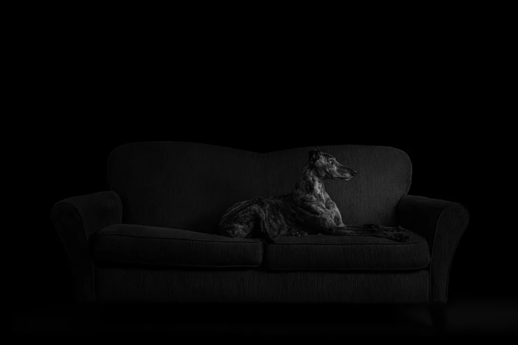 Twin Cities Pet Photographer