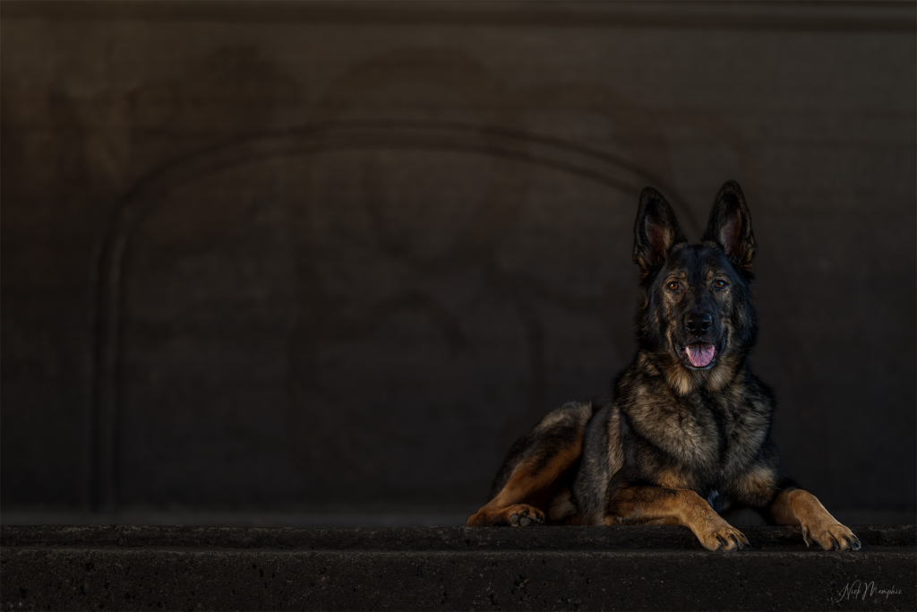 Twin Cities Pet Photographer