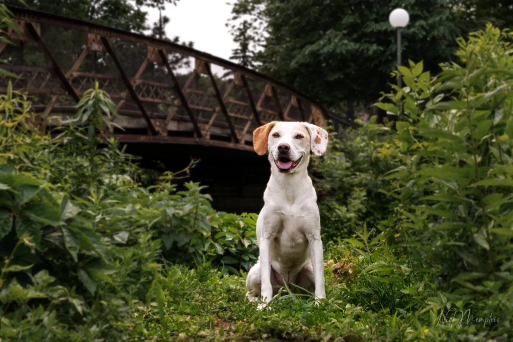Pet Portrait Twin Cities