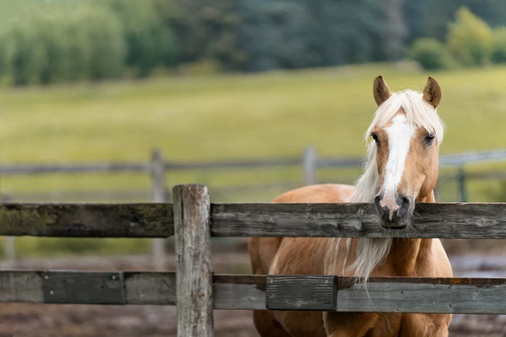 Equine Photography Horses