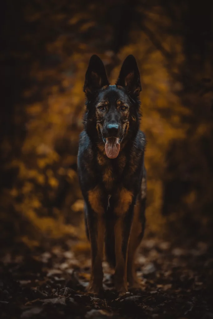 Civil Canines Dog Trainer