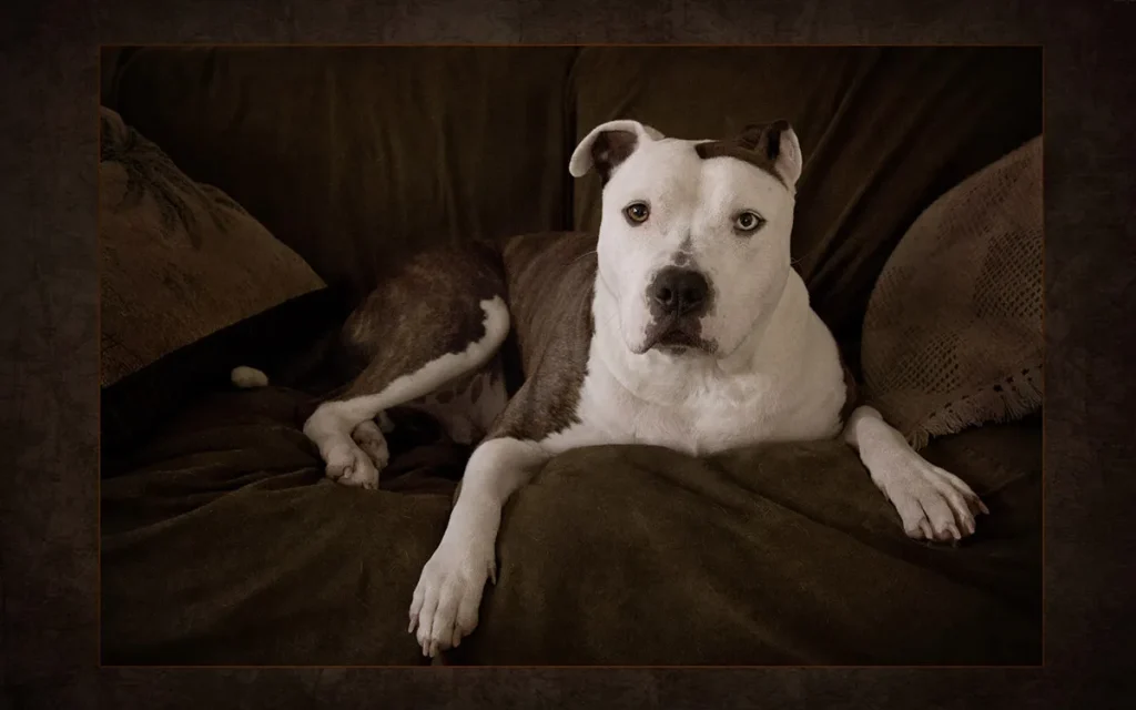 Twin Cities Pet Photographer Pit Bull portrait