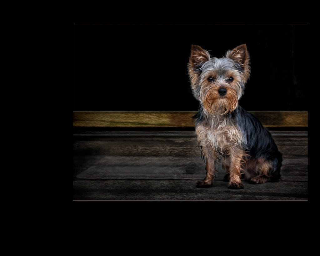 Twin Cities Pet Photographer cute portrait artistic