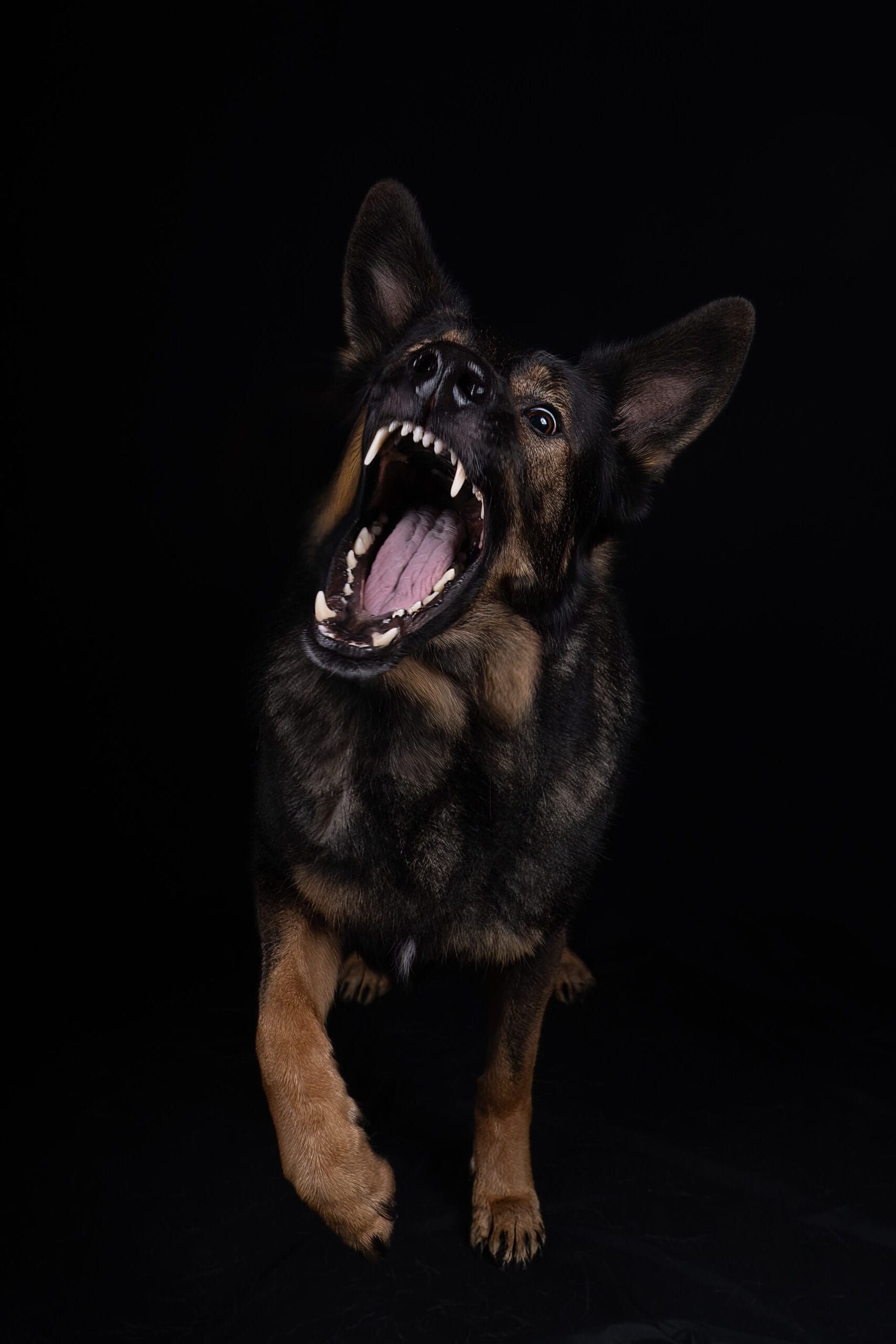 Twin Cities Dog Trainer specializing in Reactive Dogs