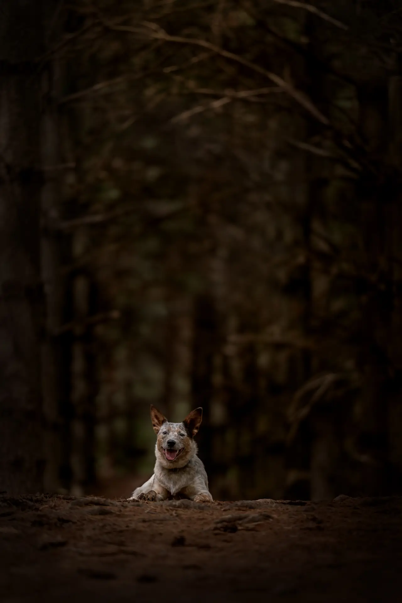 Adventure dog photography Twin Cities Minnesota — Nick Memphis pet photographer Minneapolis