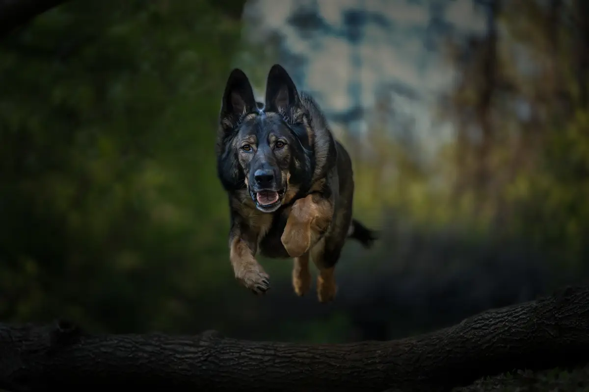 Adventure dog photographer Minneapolis Twin Cities Minnesota — Nick Memphis